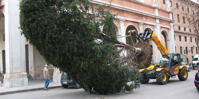 Dedalus dieci